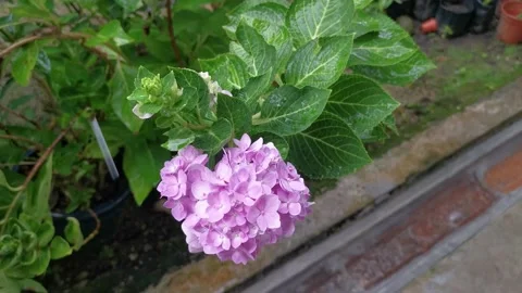 Pink hydrangeas flower Stock Footage 162301197
