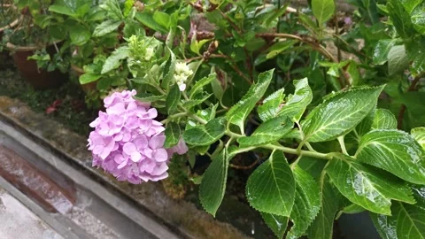 Pink hydrangeas flower Stock Footage 162301247