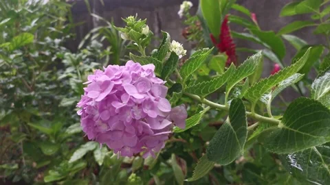 Pink hydrangeas flower Stock Footage 162301289