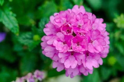 Pink Hydrangeas  flower Stock Photos