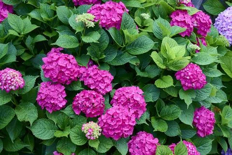 Pink Hydrangeas flower 스톡 사진