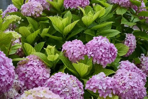 Pink Hydrangeas flower 스톡 사진