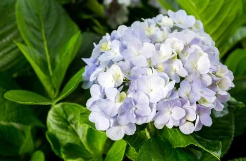 Pink Hydrangeas flowers Stock Photos