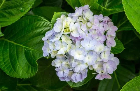 Pink Hydrangeas flowers Stock Photos