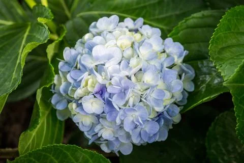 Pink Hydrangeas flowers Stock Photos