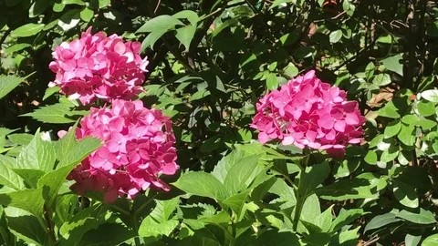 Pink Hydrangeas 動画素材 91792755