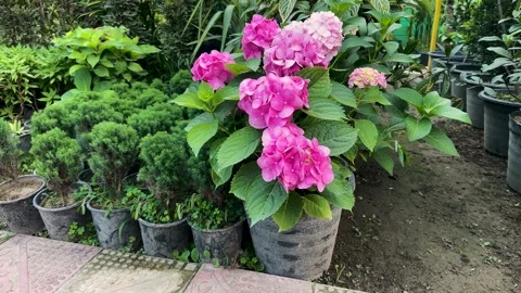 Pink hydrangeas in full bloom in garden Stock Footage 310603735