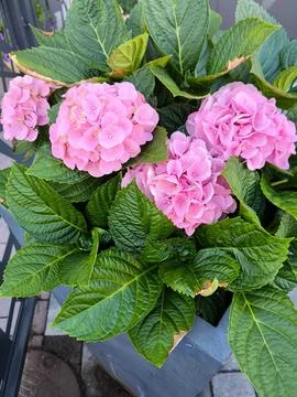Pink hydrangeas in a gray pot Stock Photos