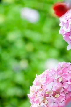 Pink hydrangeas with green background Stock Photos