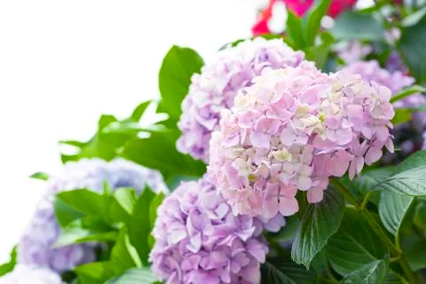 Pink hydrangeas isolated on white Stock Photos