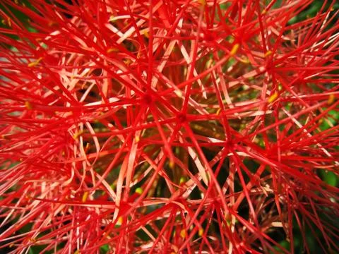 Pink hydrangeas Stock Photos