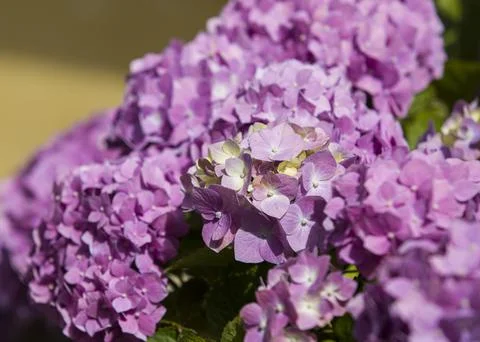 Pink hydrangeas Stock Photos
