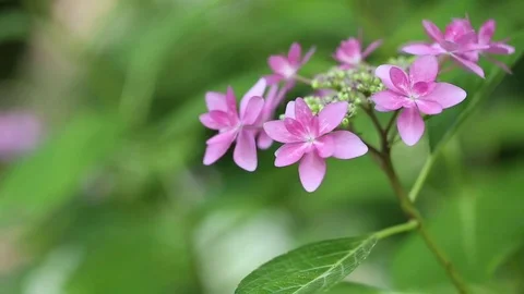 Pink hydrangeas swaying in wind in rainy season, close up Stock Footage 76258075