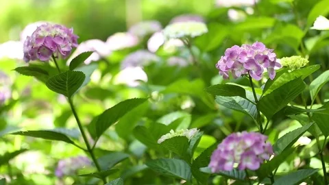 Pink hydrangeas swaying in wind in rainy season, close up Stock Footage 76260559