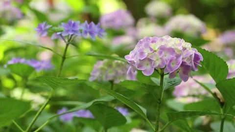Pink hydrangeas swaying in wind in rainy season, close up Stock Footage 76263458