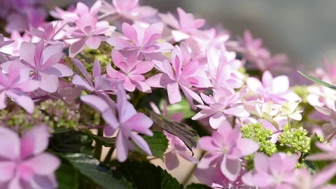Pink hydrangeas swaying in wind in rainy season, close up Video stock 76263472