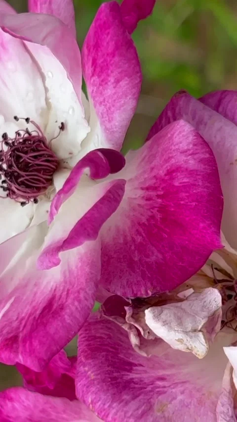 Pink Iceberg roses Stock Footage 219237944