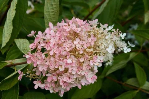 Pink inflorescence of a hydrangea Stock-Fotos