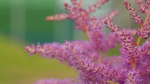 Pink inflorescences in the garden Stock Footage 135898730