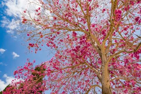 Pink ipe or pink lapacho, Tabebuia avellanedae or Handroanthus impetiginosus Stock Photos