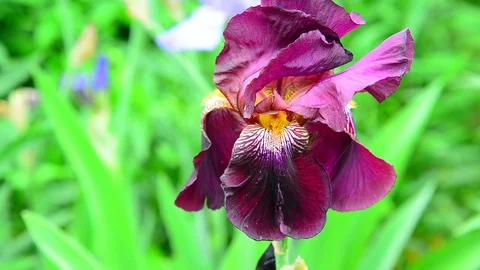 Pink iris on flower bed closeup Stock Footage