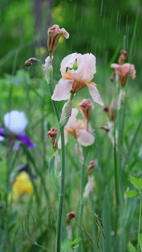Pink Iris Flower Blooming In The Rain Stock Footage 337573224