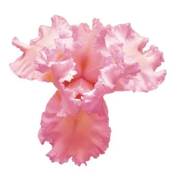Pink iris flower isolated on white background. Easter. Summer. Spring. Flat.. Stock Photos