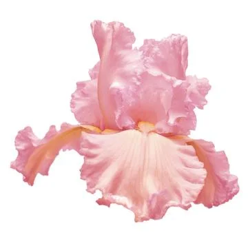 Pink iris flower isolated on white background. Easter. Summer. Spring. Flat.. Stock Photos
