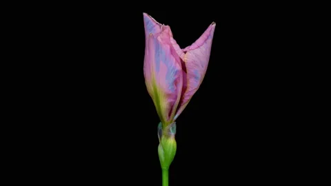 Pink iris flower opening on black background, close up Easter, spring, valentine Stock Footage 166146911