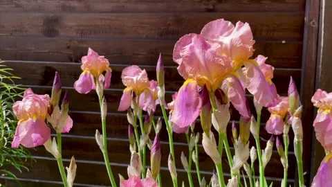 Pink iris flowers swaying in the wind in the garden against the wooden fence. Stock Footage 277660605