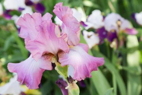 Pink Iris Foto stock