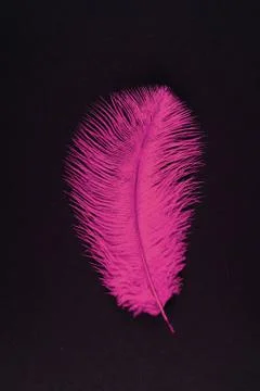 Pink isolated falling feather close up 스톡 사진