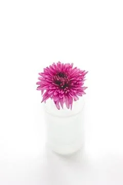 Pink isolated flower Stock Photos