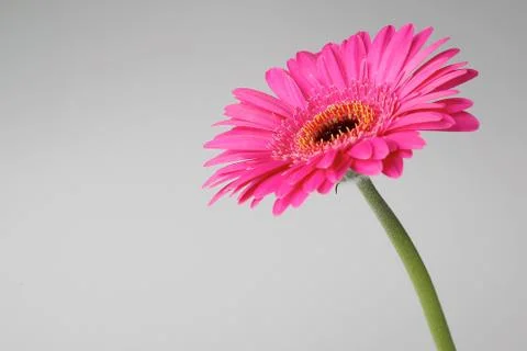 Pink isolated gerbera Stock Photos