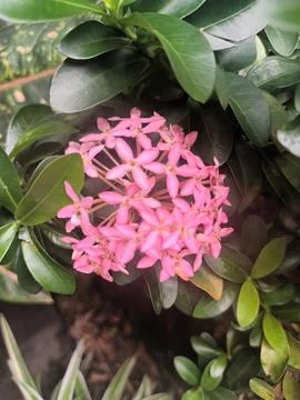 Pink Ixora Bloom Stock Photos