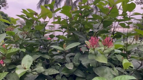 Pink Ixora flowers blooming on a dense garden bush with palm trees background Stock Footage 346544905