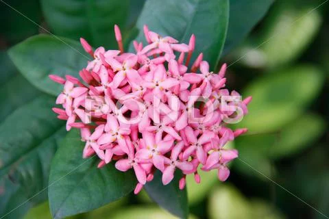 Pink ixoras flower Stock Photos