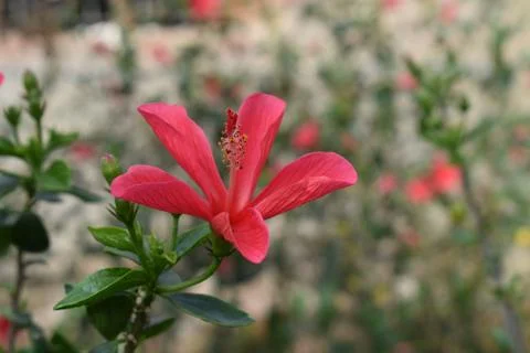 Pink Jaba in Garden Stock Photos
