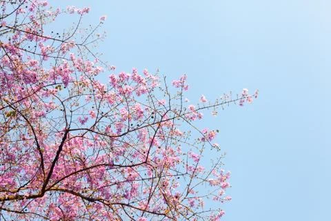 Pink Jacaranda violet tree in the park Stock Photos