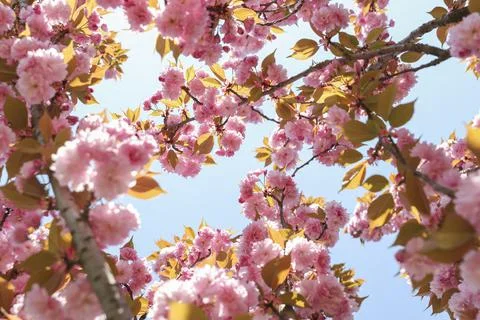 Pink Japanese cherry tree branch in a very beautiful sunny day of springtime. Stock Photos