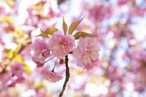 Pink Japanese cherry tree branch in a very beautiful sunny day of springtime. Stock Photos