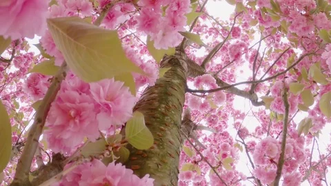 Pink japanese cherry tree in full bloom, prunus serrulata, taihaku, sakura Stock-Footage 128522614