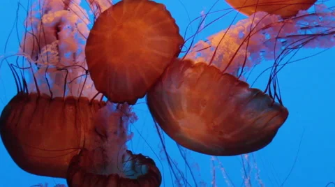 Pink jelly fish Stock Footage 43710005
