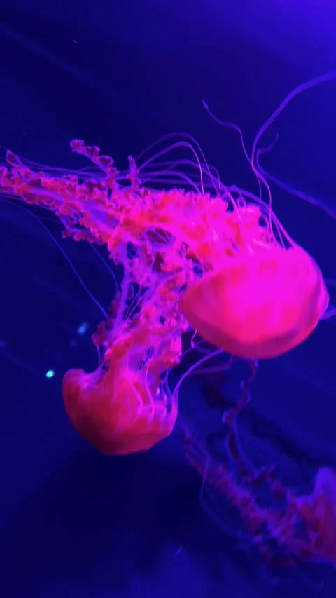Pink jellyfish in deep blue Stock Footage 320602794