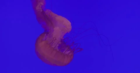 Pink jellyfish drifting gracefully, tentacles swaying in rhythmic motion through Stock Footage 306501547