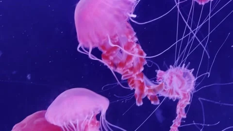 Pink Jellyfish Drifting Through Deep Blue Ocean Water Vídeos de archivo 336521361