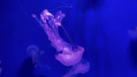 Pink jellyfish floating in deep blue water Stock Footage 320602614