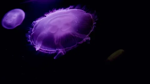 Pink Jellyfish Vídeo Stock 103435873
