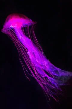 Pink Jellyfish Stock Photos