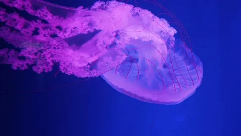 Pink jellyfish underwater Stock Footage 219869643